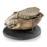 A Mammoth tooth and partial jaw section