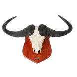 A Cape buffalo trophy on shield