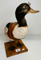 Taxidermy duck
