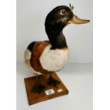 Taxidermy duck