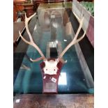 Mounted Antlers of stag with comm. plaque