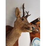 Taxidermy Deer head