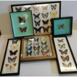 A collection of framed Butterflies