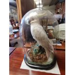 Antique Taxidermy Cockatoo under glass dome
