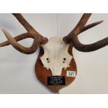 A pair of stag antlers GB GREENWOOD glen tanner forest 1989 15st