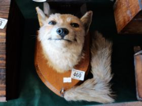 Taxidermy Mounted Fox Head and Tail on 22cm Tall Oak Plaque.