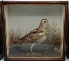 Taxidermy: A Victorian cased woodcock (Scolopax rusticola)