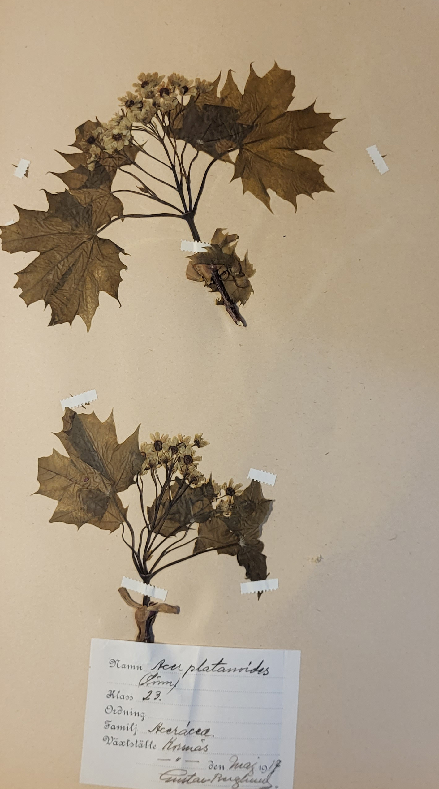 AN EARLY 20TH CENTURY 'HERBORIUM' ALBUM Pressed flowers, herbs and fauna, each bearing a label - Image 2 of 3