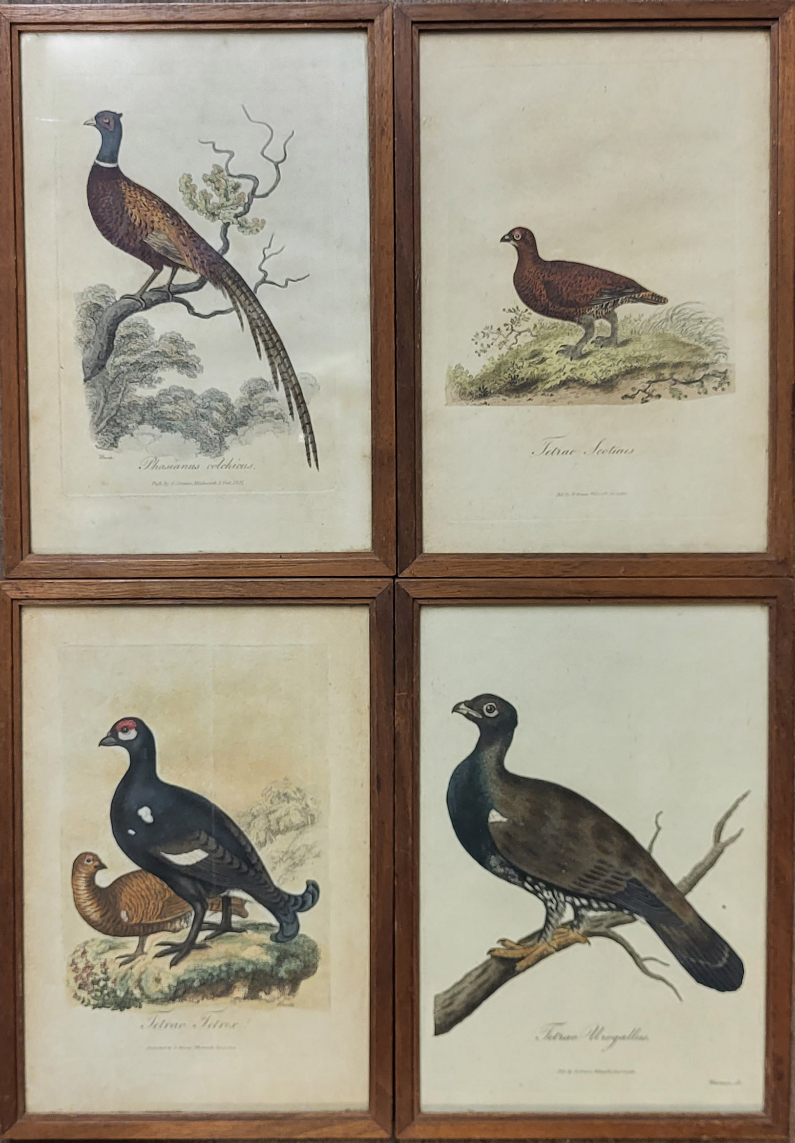 A SET OF FOUR VERY EARLY 19TH CENTURY HAND COLOURED ENGRAVINGS English country birds, published by