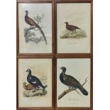A SET OF FOUR VERY EARLY 19TH CENTURY HAND COLOURED ENGRAVINGS English country birds, published by