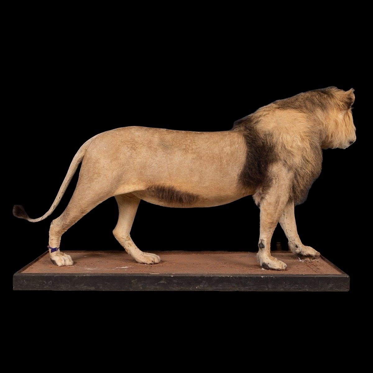 A LATE 20TH CENTURY TAXIDERMY AFRICAN MALE LION MOUNTED UPON A PLINTH. (h 128cm x w 240cm x d 78cm) - Image 3 of 4