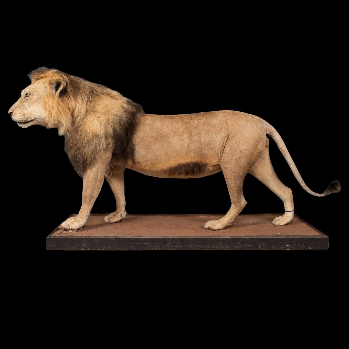 A LATE 20TH CENTURY TAXIDERMY AFRICAN MALE LION MOUNTED UPON A PLINTH. (h 128cm x w 240cm x d 78cm) - Image 2 of 4