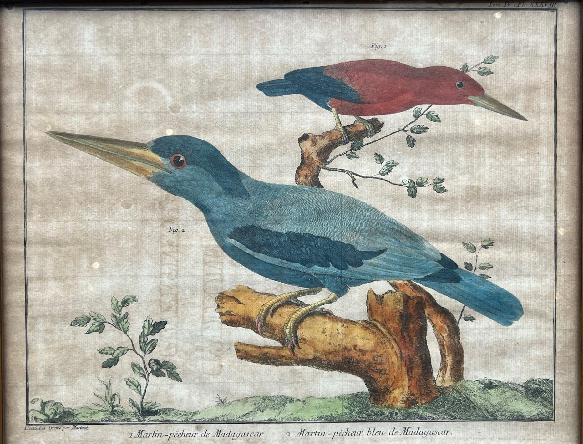 FRANÇOIS-NICOLAS MARTINET, 1725/31 - 1804, A PAIR OF 18TH CENTURY COLOURED ENGRAVINGS Exotic birds - Image 4 of 4