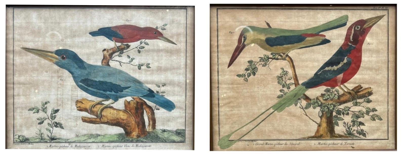 FRANÇOIS-NICOLAS MARTINET, 1725/31 - 1804, A PAIR OF 18TH CENTURY COLOURED ENGRAVINGS Exotic birds - Image 2 of 4