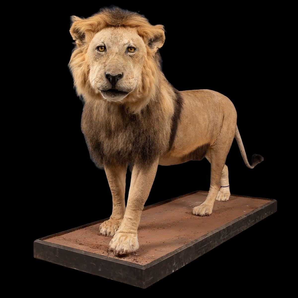 A LATE 20TH CENTURY TAXIDERMY AFRICAN MALE LION MOUNTED UPON A PLINTH. (h 128cm x w 240cm x d 78cm)