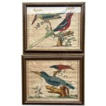 FRANÇOIS-NICOLAS MARTINET, 1725/31 - 1804, A PAIR OF 18TH CENTURY COLOURED ENGRAVINGS Exotic birds