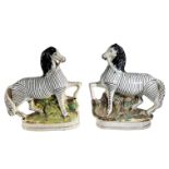 STAFFORDSHIRE, A PAIR OF 19TH CENTURY PRANCING ZEBRAS Wearing reigns, on naturalistic moulded bases.