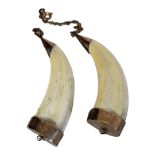 A PAIR OF 9CT GOLD BOAR TUSK PENDANTS Having gold mounts and a yellow metal safety chain. (approx