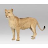 A LATE 20TH CENTURY TAXIDERMY LIONESS FULL MOUNT (PANTHERA LEO). (h 119cm x w 212cm x d 43cm)