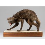A LATE 20TH CENTURY TAXIDERMY EASTERN TIMBER WOLF UPON A PLINTH (CANIS LUPUS LYCAON). (h 61cm x w