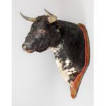 A LARGE AND IMPRESSIVE MID-LATE 20TH CENTURY TAXIDERMY SPANISH FIGHTING BULL SHOULDER MOUNT (BOS