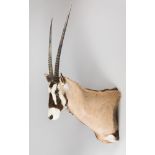 A MODERN TAXIDERMY GEMSBOK SHOULDER MOUNT (ORYX GAZELLA). Detachable horns. (h 150cm x w 53cm x d