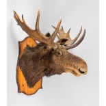 A LARGE AND IMPRESSIVE 20TH CENTURY TAXIDERMY MOOSE HEAD (ALCES ALCES). (h 120cm x w 120cm x d