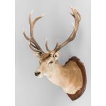 A TAXIDERMY ROYAL STAG SHOULDER MOUNT (CERVUS ELAPHUS). NEW ZEALAND 2001. (h 150cm x w 80cm x d