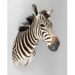 A LATE 20TH CENTURY TAXIDERMY BURCHELL'S ZEBRA HEAD (EQUUS QUAGGA BURCHELLII). (h 100cm x w 40cm x d