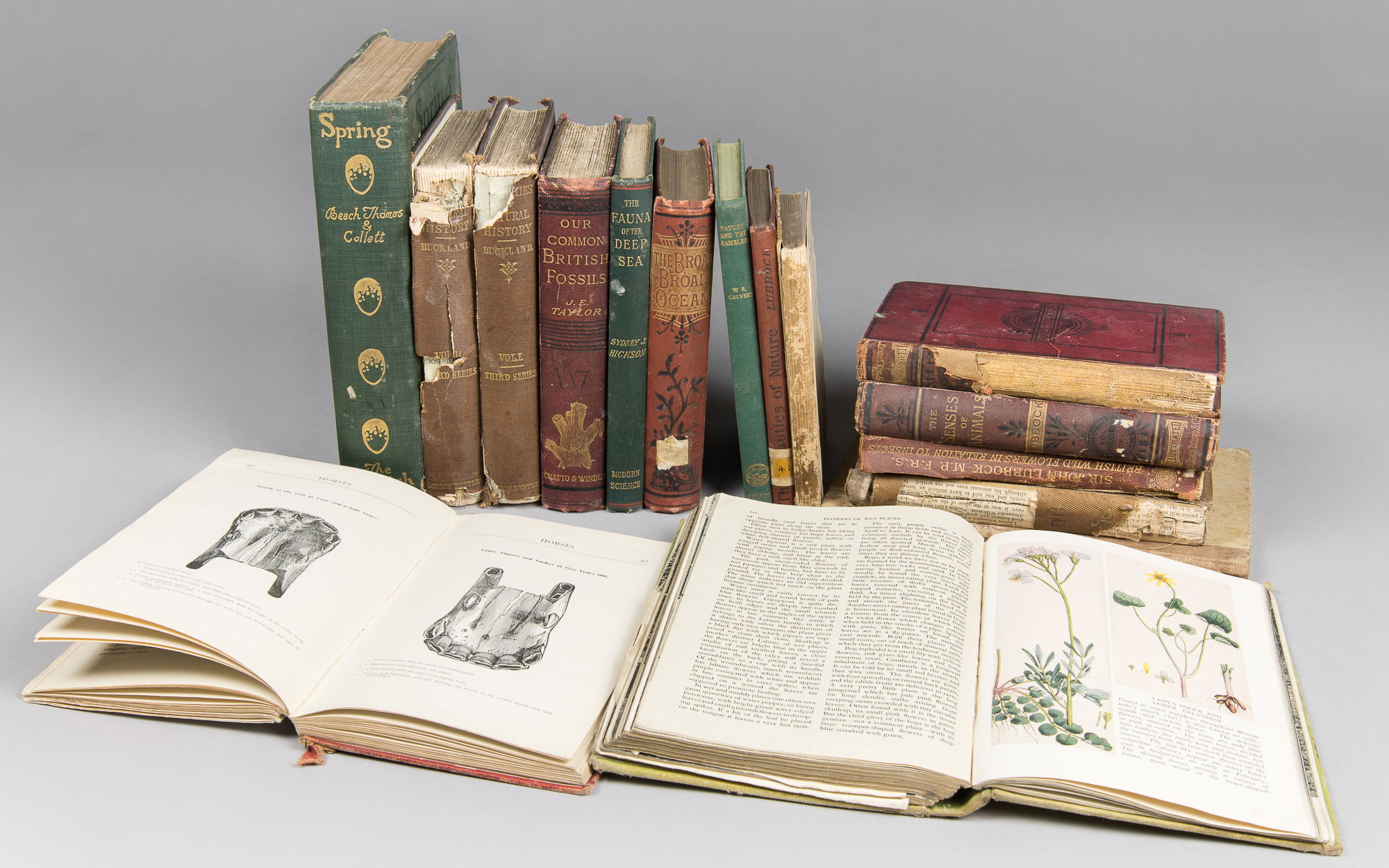 A COLLECTION OF NATURAL HISTORY BOOKS. Late 19th/early 20th century. Subjects include botany,