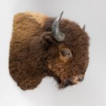 A LARGE AND IMPRESSIVE LATE 20TH CENTURY TAXIDERMY BISON SHOULDER MOUNT (BISON). (h 98cm x w 72cm
