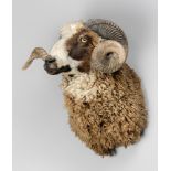 A MODERN TAXIDERMY ARAPAWA RAM SHOULDER MOUNT, NEW ZEALAND (OVIS ARIES). (h 55cm x w 50cm x d 49cm)