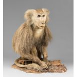 A MID-20TH CENTURY TAXIDERMY HAMADRYAS BABOON UPON A NATURALISTIC BASE (PAPIO HAMADRYAS). (h 52cm