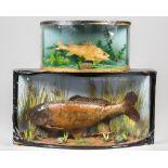 TWO 20TH CENTURY TAXIDERMY PERSPEX GLAZED BOW FRONT FISH CASES COMPRISING OF A PERCH AND A MIRROR