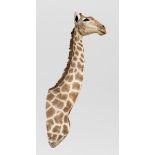 A LATE 20TH CENTURY TAXIDERMY GIRAFFE WALL MOUNT (GIRAFFA)