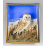 AN EARLY 20TH CENTURY TAXIDERMY BARN OWL IN A GLAZED CASE WITH A NATURALISTIC SETTING (TYTO