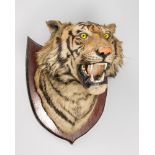 AN EARLY 20TH CENTURY TAXIDERMY TIGER HEAD UPON A TEAK SHIELD (PANTHERA TIGRIS)