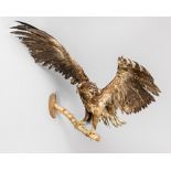 AN EARLY 20TH CENTURY TAXIDERMY GOLDEN EAGLE (AQUILA CHRYSAETOS). Mounted upon original branch