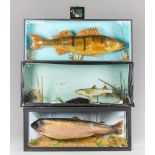 A GROUP OF FOUR 20TH CENTURY TAXIDERMY FISH CASES COMPRISING OF A CARP, ZANDER, MULLET, TWO