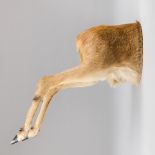 A MODERN NOVELTY TAXIDERMY ROE DEER HALF MOUNT (CAPREOLUS CAPREOLUS). (h 55cm x w 20cm x d 56cm)