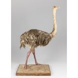 A LATE 20TH CENTURY TAXIDERMY RHEA UPON A NATURALISTIC PLINTH (RHEA). (h 150cm x w 98cm x d 51cm)