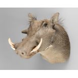 A MODERN TAXIDERMY WARTHOG SHOULDER MOUNT (PHACOCHOERUS). (h 44cm x w 33cm x d 58cm)