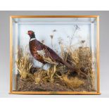 ANDREW LAKE, A TAXIDERMY PHEASANT (PHASIANUS COLCHICUS)