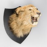 A LATE 19TH/EARLY 20TH CENTURY TAXIDERMY MALE LION HEAD (PANTHERA LEO). Mounted on a later
