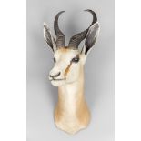 A 20TH CENTURY TAXIDERMY SPRINGBOK SHOULDER MOUNT (ANTIDORCAS MARSUPIALIS). (h 63cm x w 28cm x d