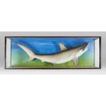 A LARGE AND IMPRESSIVE LATE 20TH CENTURY GOLDEN HAMMERHEAD SHARK IN A GLAZED CASE WITH A