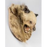 A LATE 19TH/EARLY 20TH CENTURY TAXIDERMY SHIELD MOUNTED STRIPED HYENA PARTIAL SKIN RUG WITH