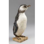 A MID-20TH CENTURY TAXIDERMY PENGUIN UPON A NATURALISTIC BASE (SPHENISCIDAE). (h 44cm x w 16cm x d