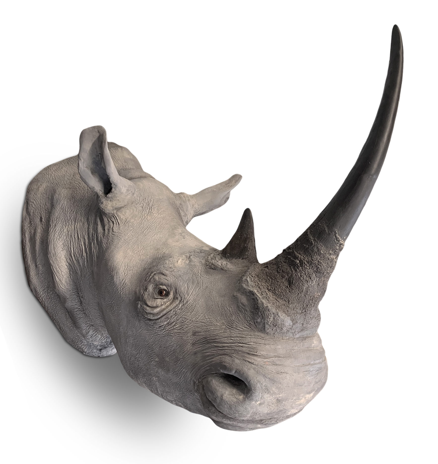 ROWLAND WARD OF PICCADILLY, LONDON, VICTORIAN TAXIDERMY WHITE RHINOCEROS HEAD (CERATOTHERIUM SIMUM)