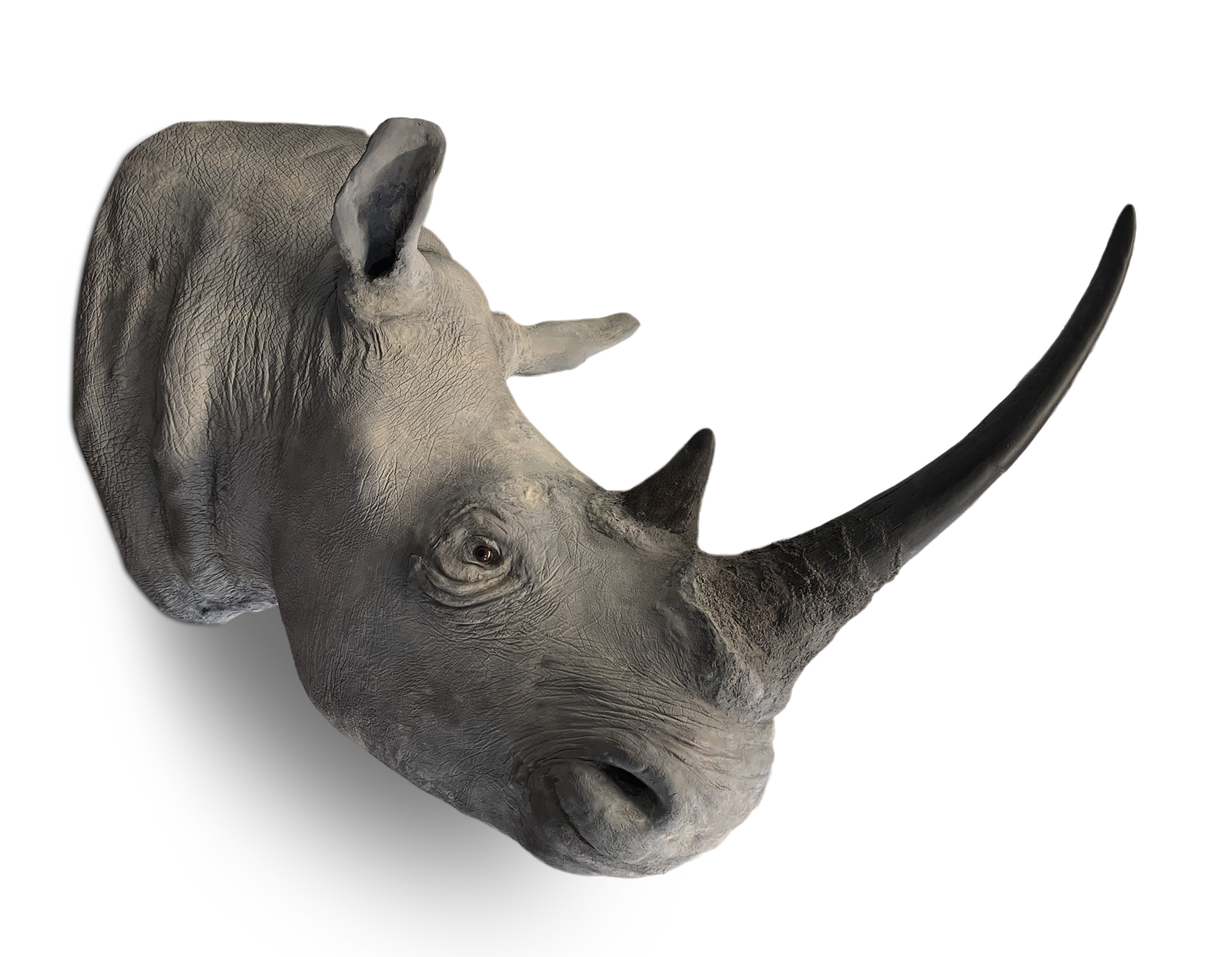ROWLAND WARD OF PICCADILLY, LONDON, VICTORIAN TAXIDERMY WHITE RHINOCEROS HEAD (CERATOTHERIUM SIMUM) - Image 4 of 12